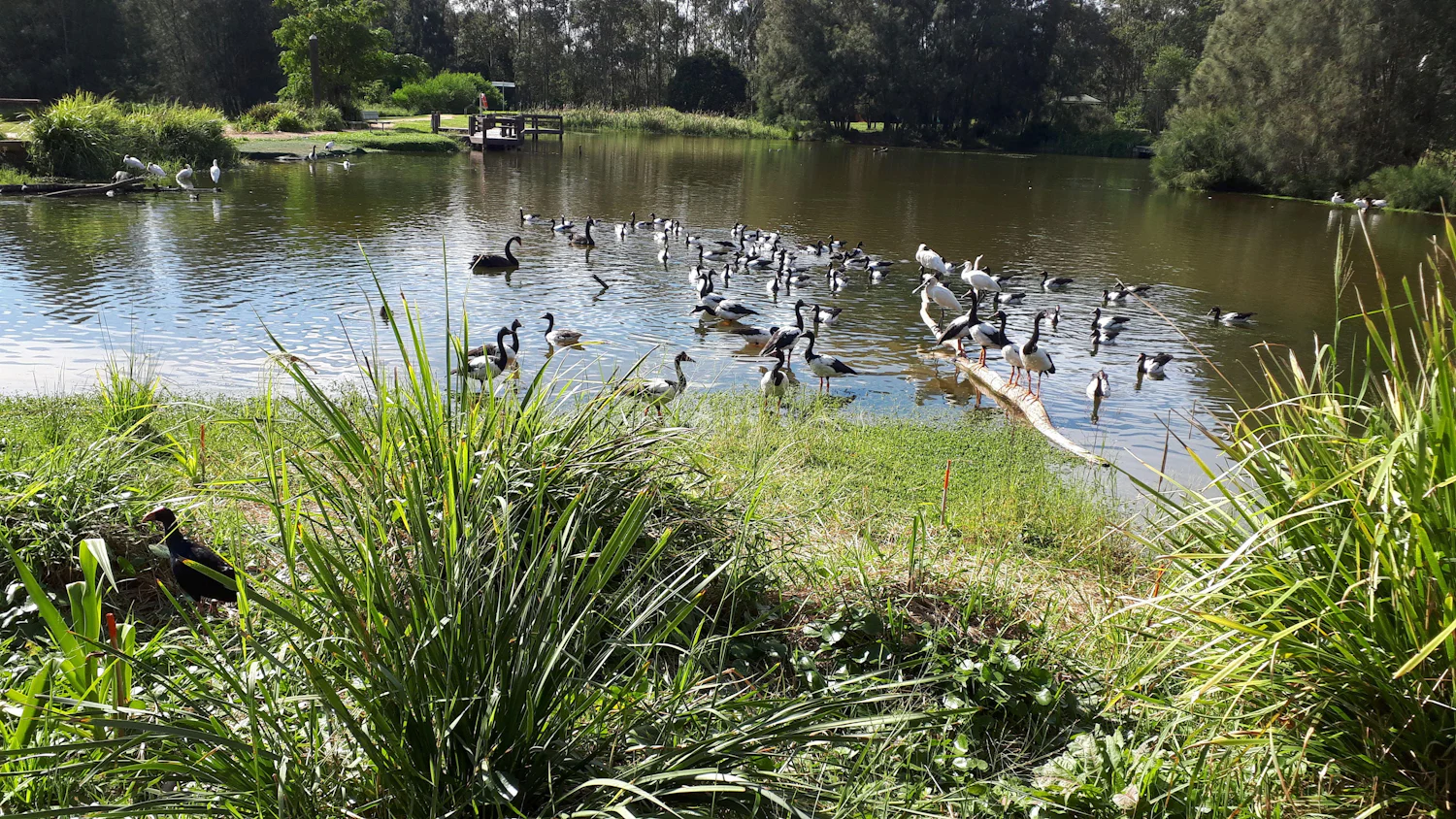 BHP pond and birds 2020